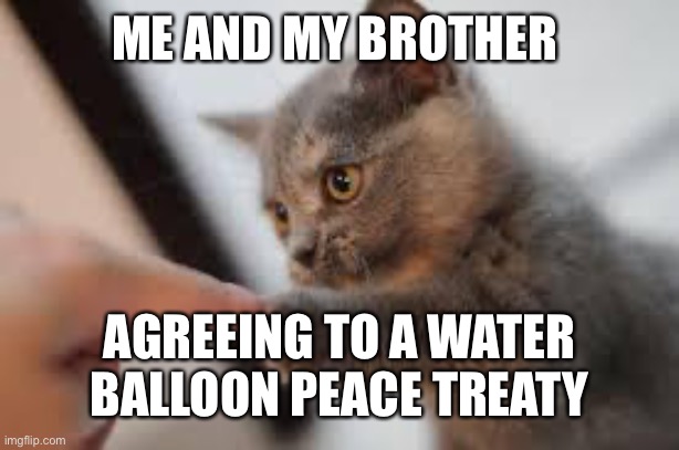 Treaty | ME AND MY BROTHER; AGREEING TO A WATER BALLOON PEACE TREATY | image tagged in kitten fist bump | made w/ Imgflip meme maker