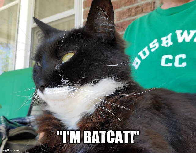 I'm Batcat | "I'M BATCAT!" | image tagged in batcat | made w/ Imgflip meme maker
