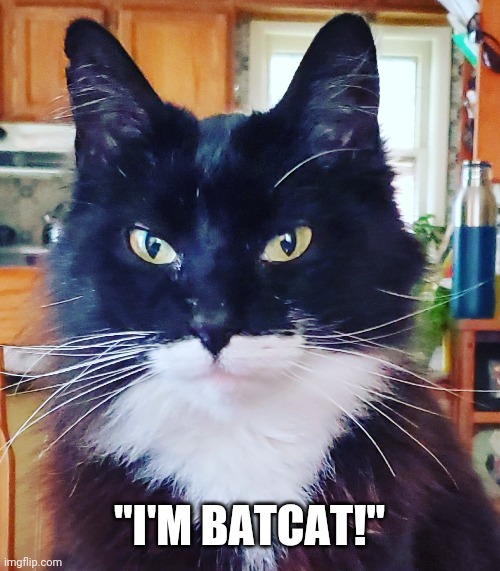 Batcat | "I'M BATCAT!" | image tagged in cats | made w/ Imgflip meme maker