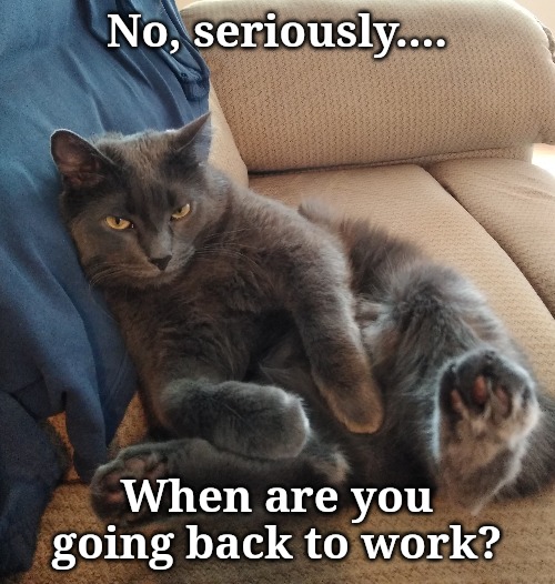 Quarantine kitty | No, seriously.... When are you going back to work? | image tagged in funny cat memes | made w/ Imgflip meme maker