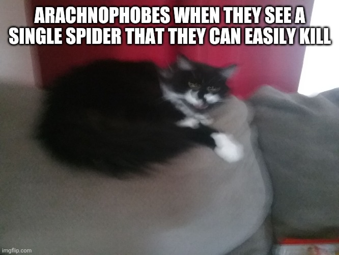 Angery Cat | ARACHNOPHOBES WHEN THEY SEE A SINGLE SPIDER THAT THEY CAN EASILY KILL | image tagged in angery cat | made w/ Imgflip meme maker