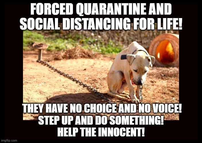 QUARANTINE, SOCIAL DISTANCING DOG ON A CHAIN IS CRUEL AND INHUMANE! | FORCED QUARANTINE AND SOCIAL DISTANCING FOR LIFE! THEY HAVE NO CHOICE AND NO VOICE!
STEP UP AND DO SOMETHING!
HELP THE INNOCENT! | image tagged in dog,quarantine,social distancing,help,do something,innocent | made w/ Imgflip meme maker