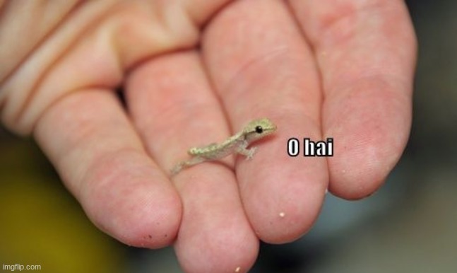 o hai | image tagged in lizard hello | made w/ Imgflip meme maker