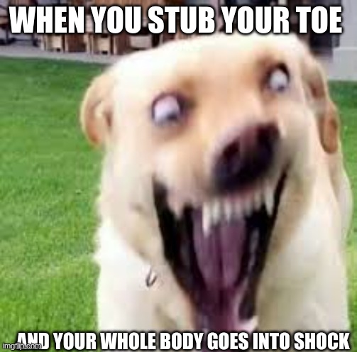 dog screaming | WHEN YOU STUB YOUR TOE; AND YOUR WHOLE BODY GOES INTO SHOCK | image tagged in memes | made w/ Imgflip meme maker