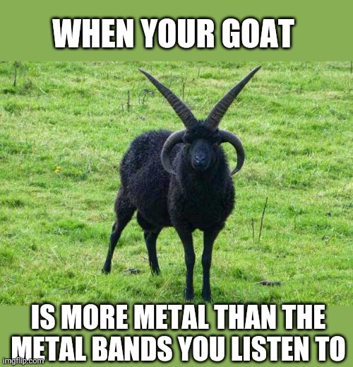 SATAN'S GOAT | WHEN YOUR GOAT; IS MORE METAL THAN THE METAL BANDS YOU LISTEN TO | image tagged in heavy metal,metal,goat | made w/ Imgflip meme maker