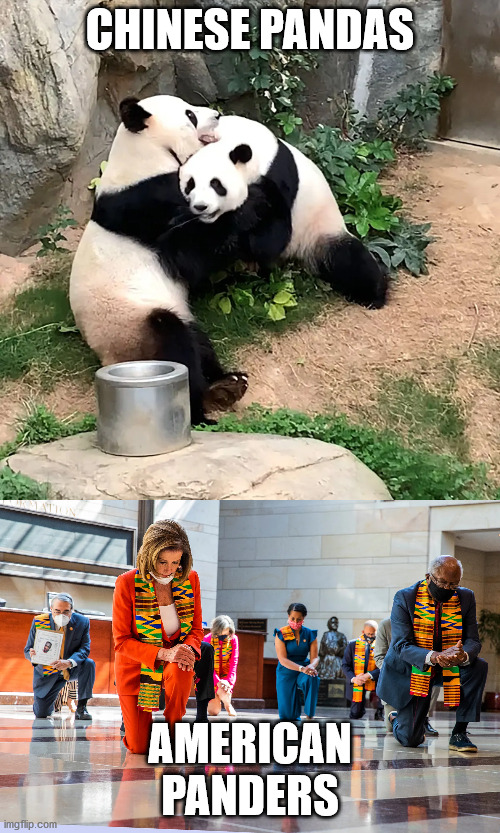 Panda bs Pander | CHINESE PANDAS; AMERICAN PANDERS | image tagged in congress,panda,pandering | made w/ Imgflip meme maker