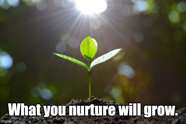 Seed Growing | What you nurture will grow. | image tagged in seed growing | made w/ Imgflip meme maker