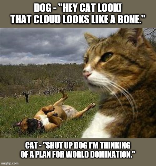 DOG - "HEY CAT LOOK! THAT CLOUD LOOKS LIKE A BONE."; CAT - "SHUT UP DOG I'M THINKING OF A PLAN FOR WORLD DOMINATION." | image tagged in dog,grumpy cat | made w/ Imgflip meme maker
