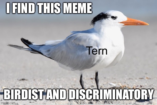 I FIND THIS MEME BIRDIST AND DISCRIMINATORY Tern | made w/ Imgflip meme maker