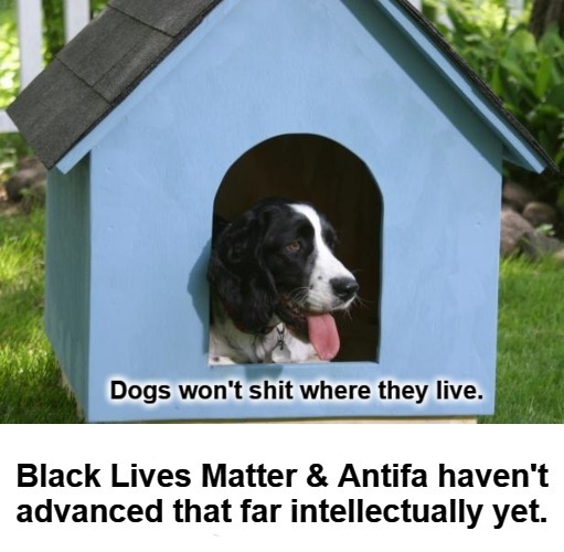 Dogs won't shit where they live. | image tagged in blm,black lives matter,antifa,anarchist,sons of anarchy,bottom feeders | made w/ Imgflip meme maker