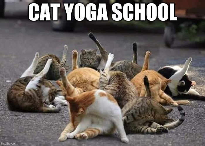 cat yoga | CAT YOGA SCHOOL | image tagged in cats,yoga | made w/ Imgflip meme maker