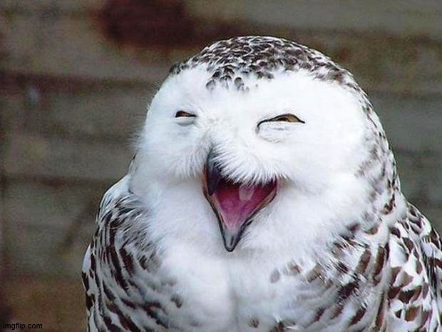 owl happy | image tagged in owl happy | made w/ Imgflip meme maker