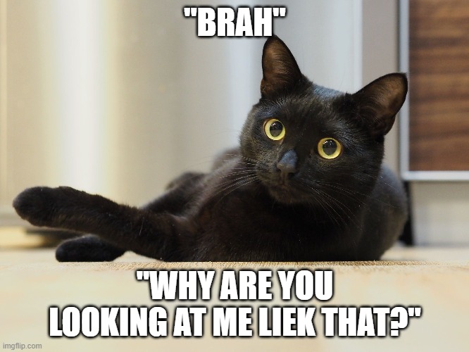 Brah Cat FIXED | "BRAH"; "WHY ARE YOU LOOKING AT ME LIEK THAT?" | image tagged in cute cat,brah,lazy cat | made w/ Imgflip meme maker