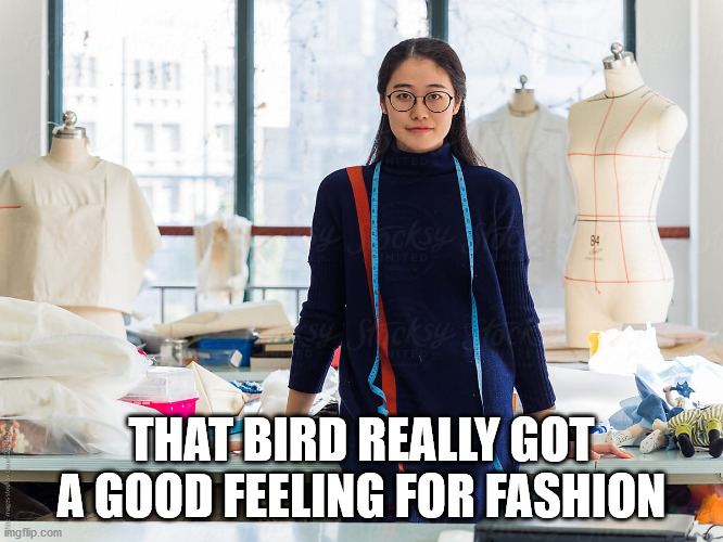 THAT BIRD REALLY GOT A GOOD FEELING FOR FASHION | made w/ Imgflip meme maker