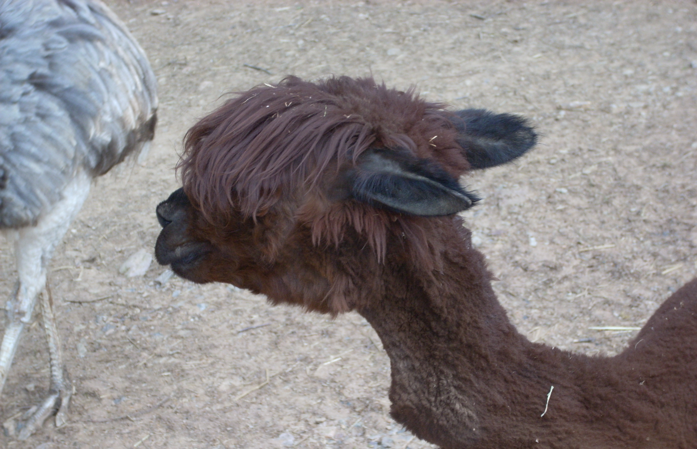 Llama hear your augmented Reality Blank Meme Template