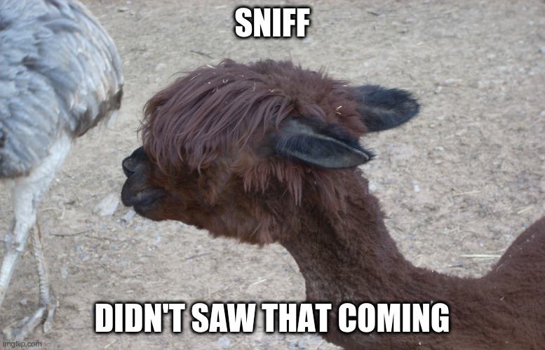 Llama hear your augmented Reality | SNIFF DIDN'T SAW THAT COMING | image tagged in llama hear your augmented reality | made w/ Imgflip meme maker