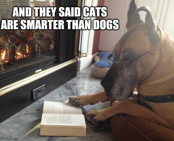 THAT'S A SMART LOOKING DOG | AND THEY SAID CATS ARE SMARTER THAN DOGS | image tagged in dogs | made w/ Imgflip meme maker