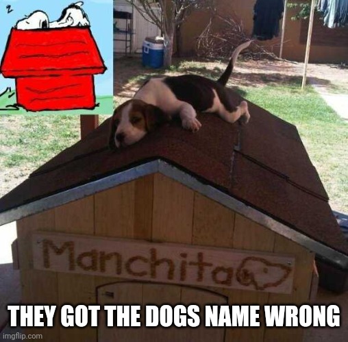 REAL LIFE SNOOPY | THEY GOT THE DOGS NAME WRONG | image tagged in snoopy,dogs | made w/ Imgflip meme maker