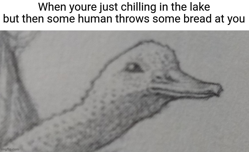 Ducc | When youre just chilling in the lake but then some human throws some bread at you | image tagged in memes | made w/ Imgflip meme maker