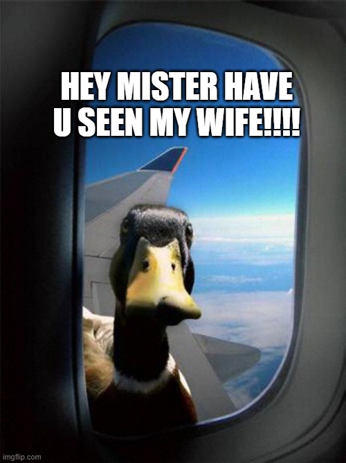 Airplane Duck | HEY MISTER HAVE U SEEN MY WIFE!!!! | image tagged in airplane duck | made w/ Imgflip meme maker