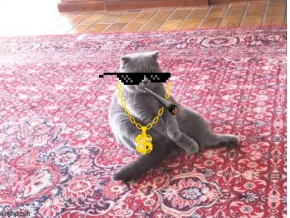 Cool Musyik | image tagged in cats | made w/ Imgflip meme maker