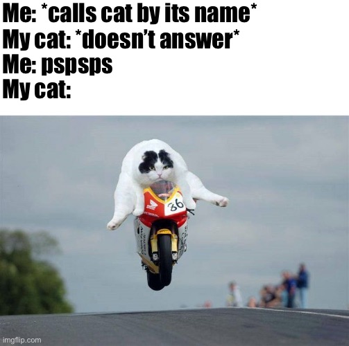 Come here | Me: *calls cat by its name*; My cat: *doesn’t answer*; Me: pspsps; My cat: | image tagged in memes,cats | made w/ Imgflip meme maker