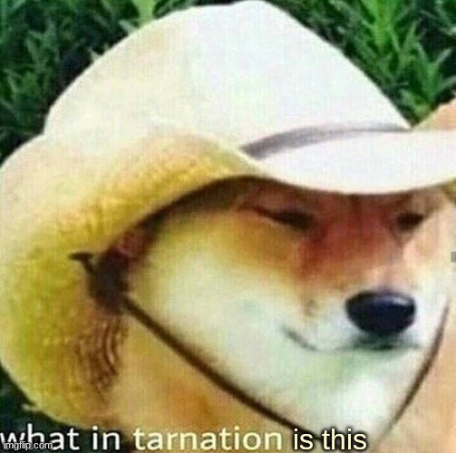 What in tarnation dog | is this | image tagged in what in tarnation dog | made w/ Imgflip meme maker