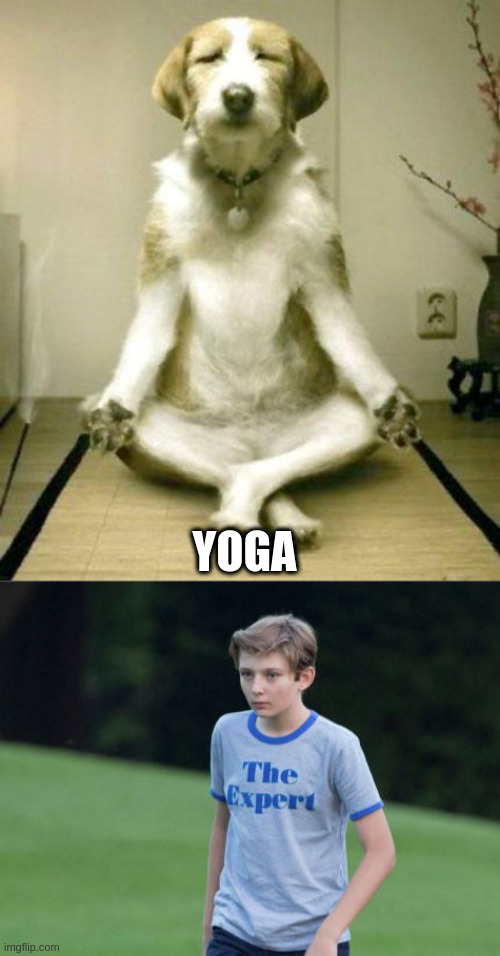 YOGA | image tagged in inner peace dog,the expert | made w/ Imgflip meme maker