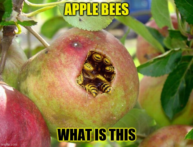 Apple bees. Literally. | APPLE BEES; WHAT IS THIS | image tagged in apples,bees,oh wow are you actually reading these tags | made w/ Imgflip meme maker