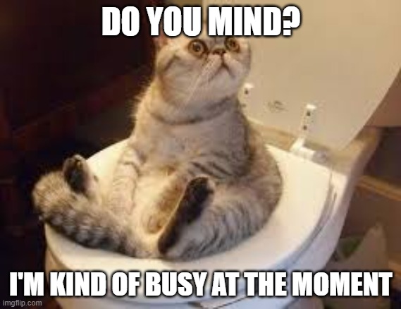Cat Using the toilet | DO YOU MIND? I'M KIND OF BUSY AT THE MOMENT | image tagged in cats,cat,funny,toilet | made w/ Imgflip meme maker