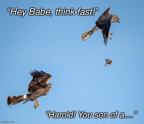 Harold! | “Hey Babe, think fast!”; “Harold! You son of a....” | image tagged in funny memes,birds | made w/ Imgflip meme maker