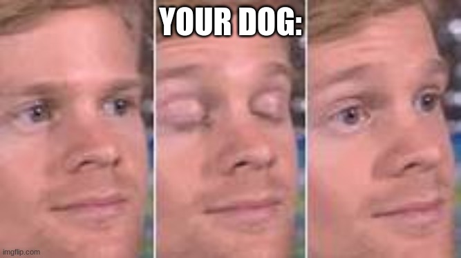 YOUR DOG: | made w/ Imgflip meme maker