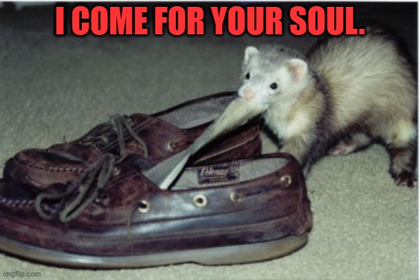 little thief. | I COME FOR YOUR SOUL. | image tagged in ferret | made w/ Imgflip meme maker