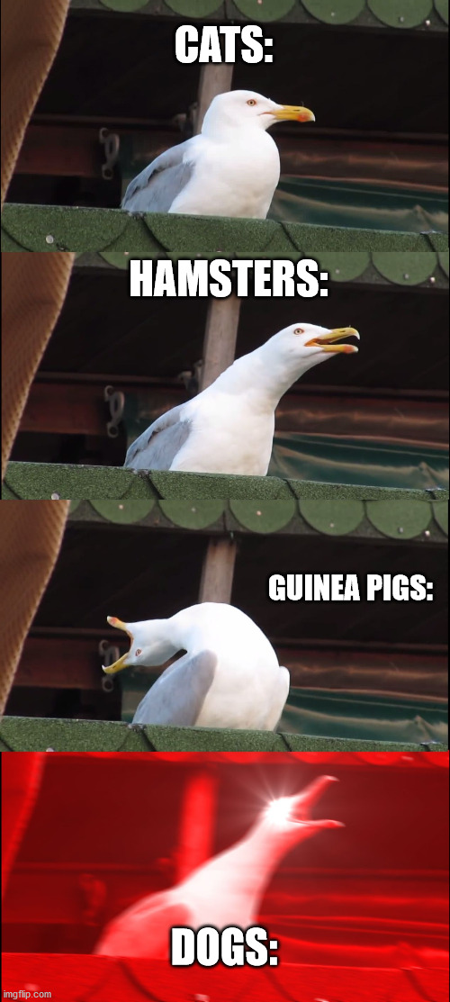 Inhaling Seagull | CATS:; HAMSTERS:; GUINEA PIGS:; DOGS: | image tagged in memes,inhaling seagull | made w/ Imgflip meme maker
