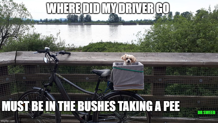 pet waiting | WHERE DID MY DRIVER GO; MUST BE IN THE BUSHES TAKING A PEE; DR SWEED | image tagged in dogs | made w/ Imgflip meme maker