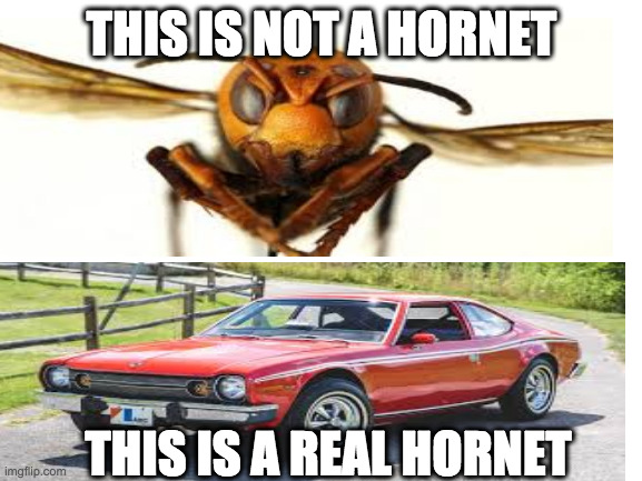 Car Guys Be Like... | THIS IS NOT A HORNET; THIS IS A REAL HORNET | image tagged in blank white template,amc,hornet,car | made w/ Imgflip meme maker