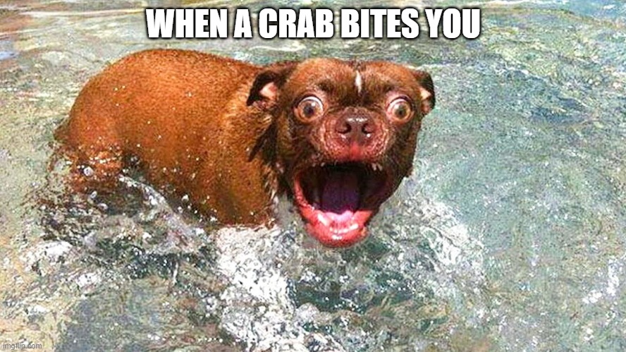 WHEN A CRAB BITES YOU | made w/ Imgflip meme maker