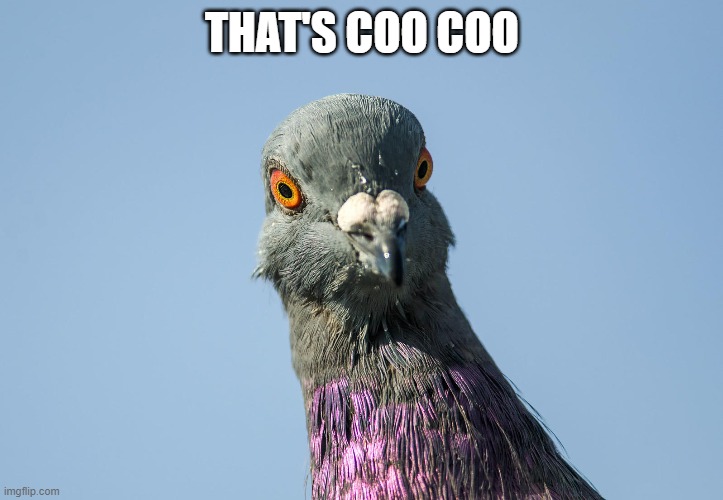 pigeon coo coo | THAT'S COO COO | image tagged in pigeon coo coo | made w/ Imgflip meme maker