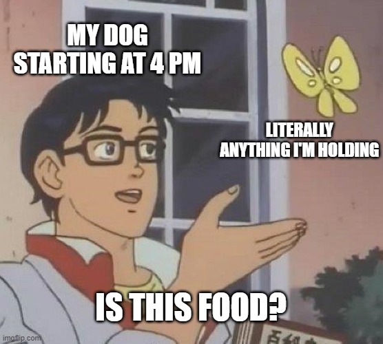 Is This A Pigeon Meme | MY DOG STARTING AT 4 PM; LITERALLY ANYTHING I'M HOLDING; IS THIS FOOD? | image tagged in memes,is this a pigeon | made w/ Imgflip meme maker