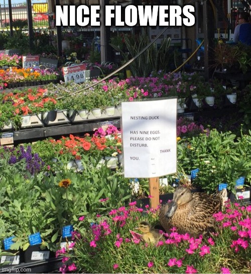LET MAMA BE | NICE FLOWERS | image tagged in ducks | made w/ Imgflip meme maker