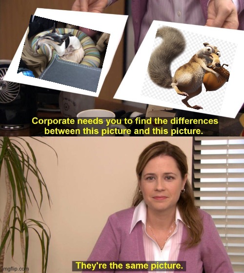 They are the same picture | image tagged in they are the same picture,scrat,ice age,dogs,photo booth edited | made w/ Imgflip meme maker