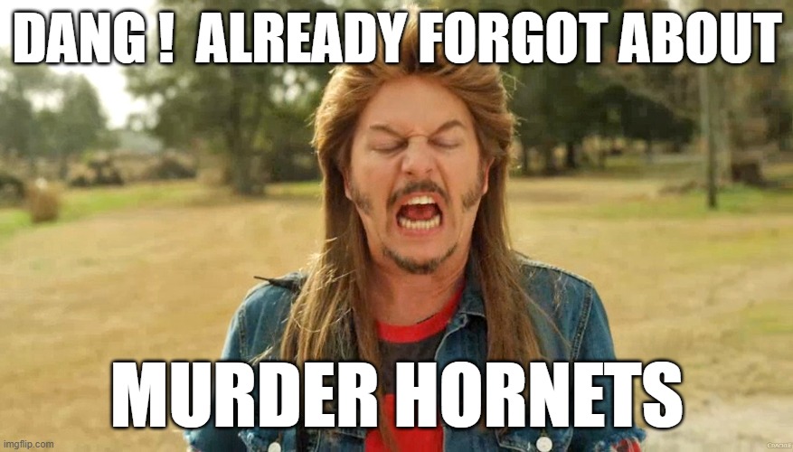 Oh yeah... | DANG !  ALREADY FORGOT ABOUT; MURDER HORNETS | image tagged in 2020,covid-19,murder hornets,riots | made w/ Imgflip meme maker