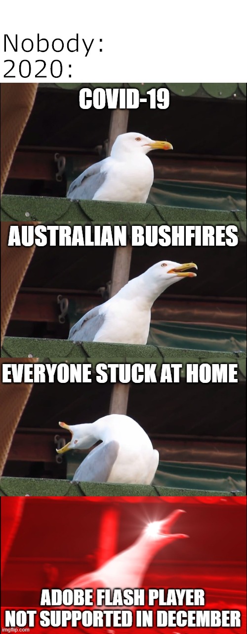 Screw 2012, 2020's the new apocalypse | Nobody:
2020:; COVID-19; AUSTRALIAN BUSHFIRES; EVERYONE STUCK AT HOME; ADOBE FLASH PLAYER NOT SUPPORTED IN DECEMBER | image tagged in memes,inhaling seagull,coronavirus,quarantine,australia | made w/ Imgflip meme maker