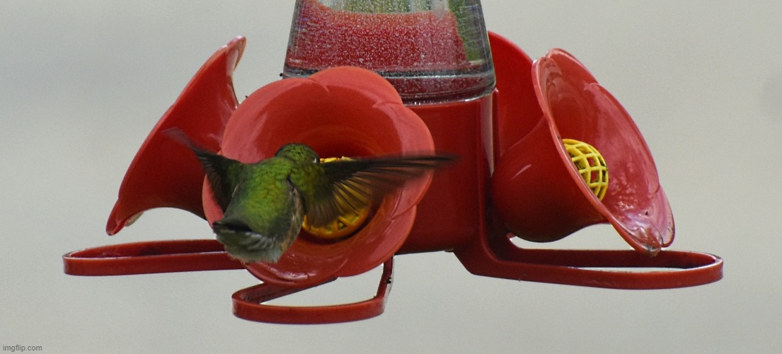 humming bird | image tagged in humming bird,kewlew | made w/ Imgflip meme maker