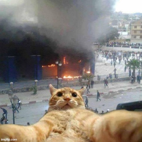 Selfie cat | image tagged in selfie cat | made w/ Imgflip meme maker