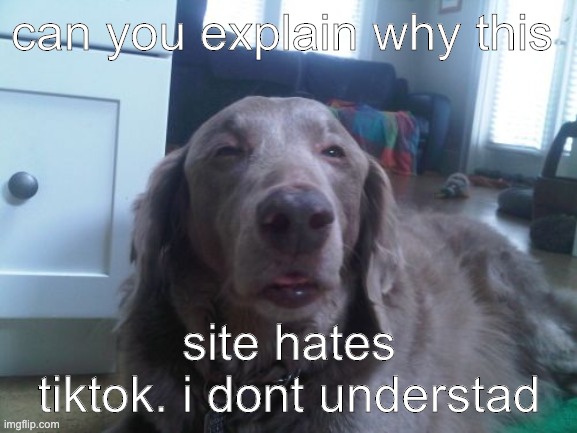 i literally dont understand | can you explain why this; site hates tiktok. i dont understad | image tagged in memes,high dog,tiktok,tik tok,69 | made w/ Imgflip meme maker