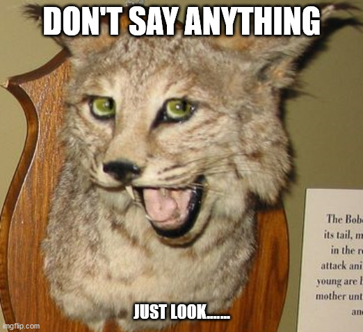 DON'T SAY ANYTHING; JUST LOOK....... | image tagged in bad taxidermy | made w/ Imgflip meme maker