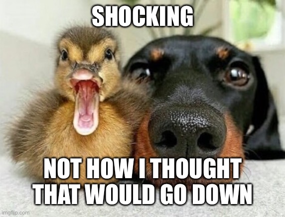 SHOCKING; NOT HOW I THOUGHT THAT WOULD GO DOWN | image tagged in duck face chicks | made w/ Imgflip meme maker