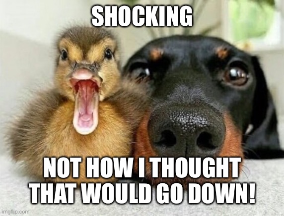 SHOCKING; NOT HOW I THOUGHT THAT WOULD GO DOWN! | image tagged in duck | made w/ Imgflip meme maker