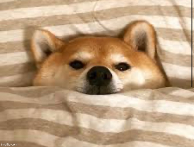 image tagged in doge | made w/ Imgflip meme maker